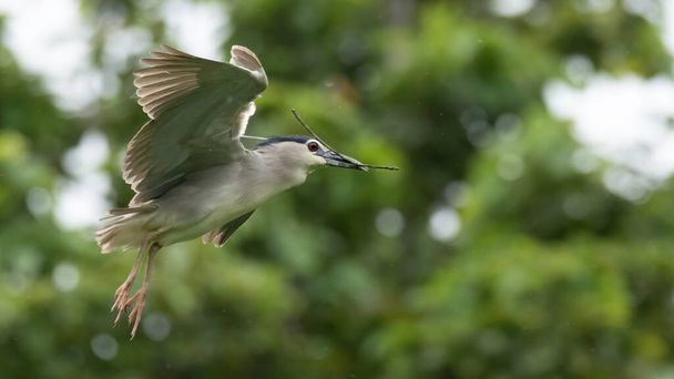 Black-crowned Night Heron gliding to land with a stick in its beak - Photo, image
