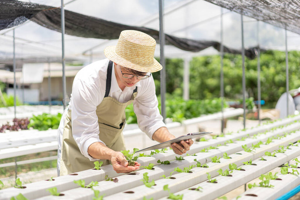 Hydroponic vegetable concept, Asian man holding document and checking lettuce seedlings in farm. - 写真・画像