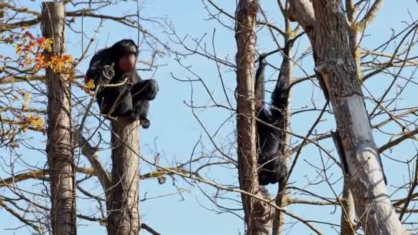 Чорна мавпа павук, Ателей fusciceps являє собою вид мавпи павук, тип нового світу мавпи, з Центральної та Південної Америки. - Кадри, відео