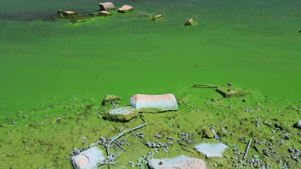 Water covered with green algae. River green algae bloom background. Global environmental pollution. Dirty waters in lake, river, bay, pond, pool. - Filmati, video