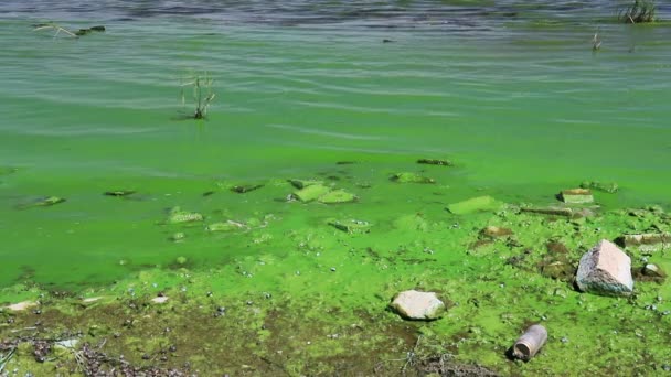 Water covered with green algae. River green algae bloom background. Global environmental pollution. Dirty waters in lake, river, bay, pond, pool. - Filmati, video