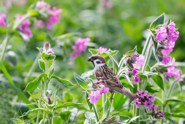Close up of Eurasian tree sparrow perched on pink campion flowers, Bempton cliffs, UK. - Foto, imagen
