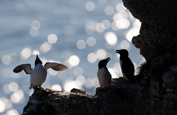 Silhouette of perched Razorbills on a cliff against bokeh background, Bempton, UK. - Foto, afbeelding