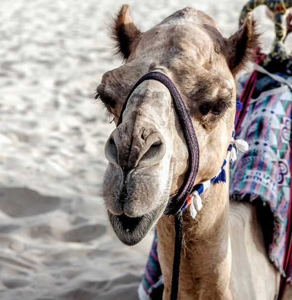 camel, desert, arab emirates, summer, heat - Foto, immagini