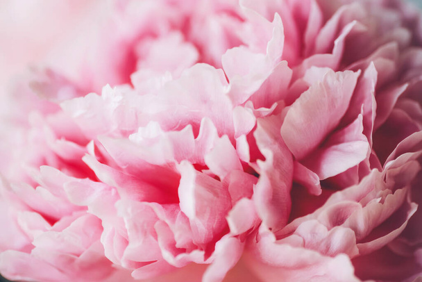 Closeup of pink peony flower, natural background. Selective focus. - Foto, afbeelding