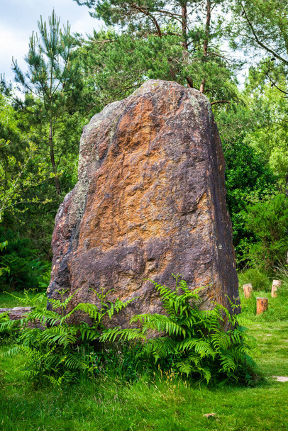 Menhir and ferns in the forest near Monteneuf in Morbihan, Franc - Valokuva, kuva