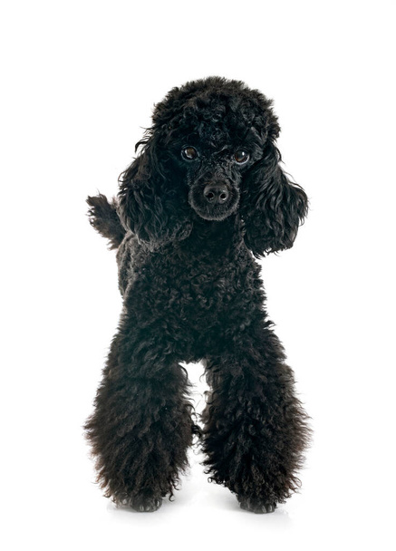 black poodle in front of white background - Photo, Image