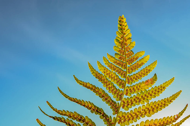 Fern in the sky. Clusters of sporangia on a fern. Groups de sporanges on fern leaves. Reproduction of olypodiopsida or Polypodiophyta. Beaty in nature. - 写真・画像