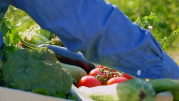 Yakın plan çiftçi işadamı elinde organik sebzelerle dolu tahta bir kutu tutuyor. Mavi gömlekli bir tarımcı gün doğumunda ayçiçeği tarlasında yürüyor. Tarım çiftçiliği hasadı - Video, Çekim