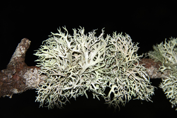 Usnea longissima - Fotoğraf, Görsel