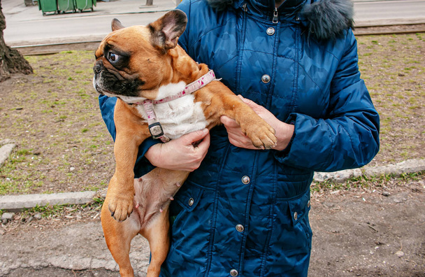 A woman is holding a cute little fawn french bulldog dog. - Valokuva, kuva