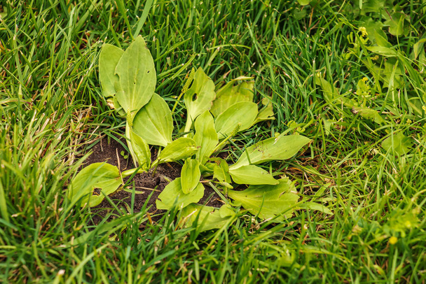 Plantago lanceolata. Family Plantaginaceae. Plantain flowering plant with green leaf. - Фото, изображение