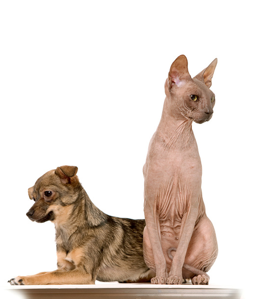 Gato y perro
 - Foto, Imagen