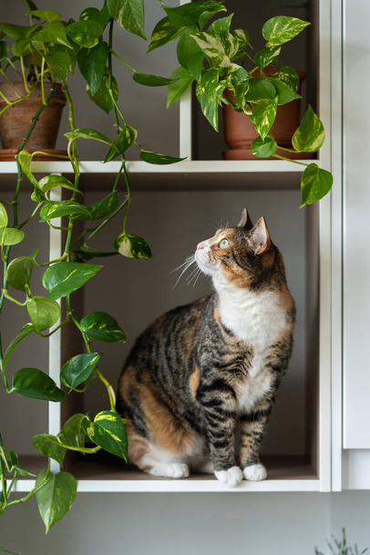 Cute domestic cat enjoys sitting on white shelf of wall cabinet in kitchen among lush green plants with big leaves in pots. Naughty furry animal loves to take advantage of furniture close view - Foto, imagen