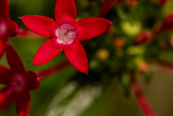 The blooming egyptian starcluster flower is red, shaped like a mini trumpet with star-shaped petals - Valokuva, kuva