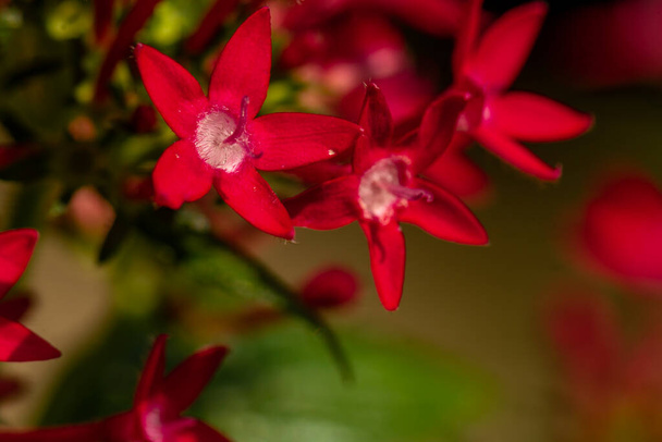 The blooming egyptian starcluster flower is red, shaped like a mini trumpet with star-shaped petals - Foto, imagen