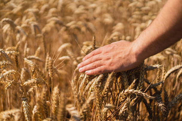 Le mani degli agricoltori toccano il grano giovane. Gli agricoltori si mettono in primo piano. Il concetto di piantare e raccogliere un raccolto ricco. Paesaggio rurale. - Foto, immagini