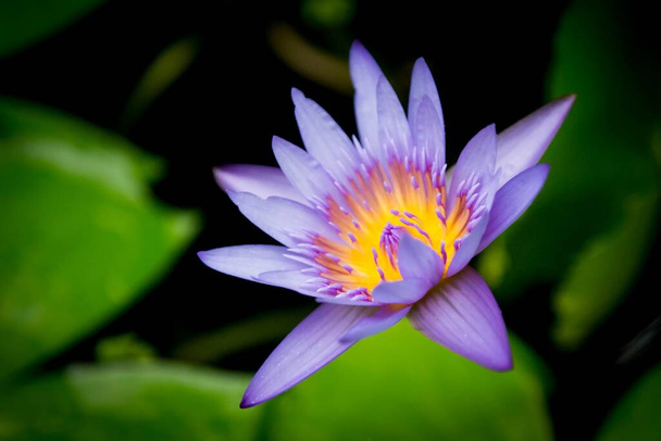 A closeup of a beautiful blue lotus flower - Фото, зображення