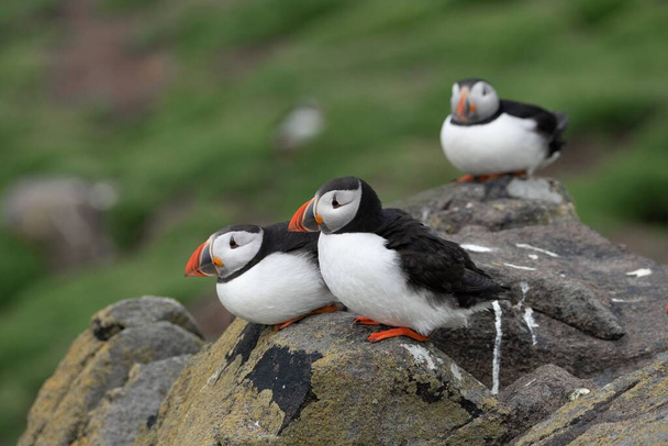A closeup shot of cute Atlantic puffin birds sitting on a coastal cliff - 写真・画像