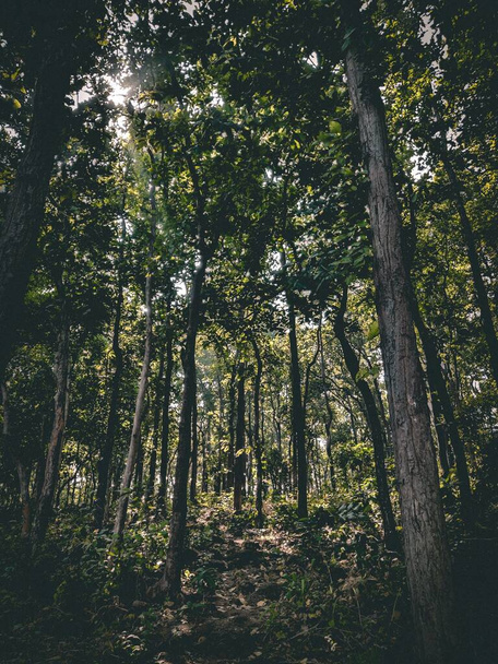 A vertical shot of trees in a dense forest in daylight - Photo, Image