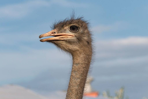 A closeup of an ostrich against a blue sky - 写真・画像