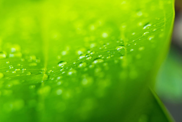 Macro closeup of Beautiful fresh green leaf with drop of water after the rain in morning sunlight nature background. - Photo, Image