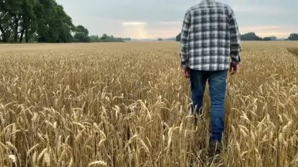 Rear view of male farmer walking along agricultural grain field at sunrise. Agriculturist inspecting field of ripe wheat outdoors. Man wearing jeans, checkered shirt, hat. Agriculture concept - Záběry, video