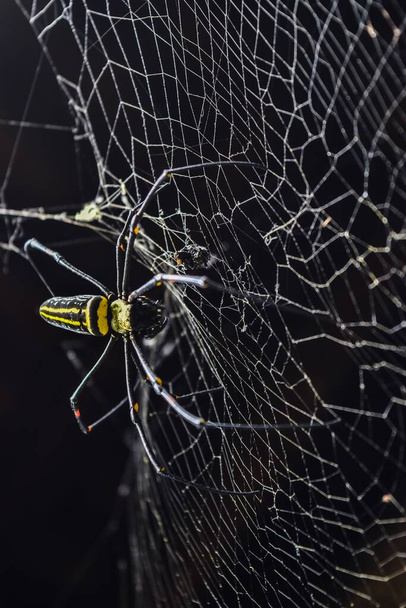 A vertical closeup of a golden orb spider on a cobweb - 写真・画像