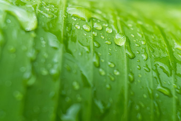 Macro closeup of Beautiful fresh green leaf with drop of water in morning sunlight nature background. - Photo, Image