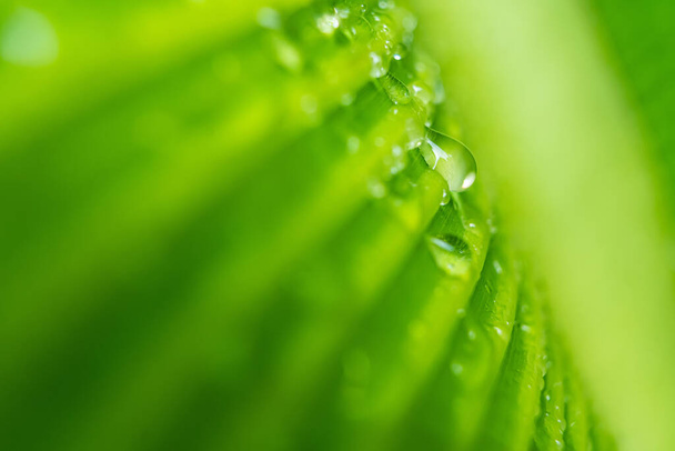 Macro closeup of Beautiful fresh green leaf with drop of water in morning sunlight nature background. - Fotoğraf, Görsel