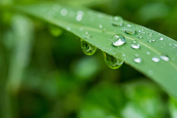 Macro closeup του όμορφου φρέσκο πράσινο γρασίδι με σταγόνα νερού στο πρωινό ήλιο φόντο της φύσης. - Φωτογραφία, εικόνα