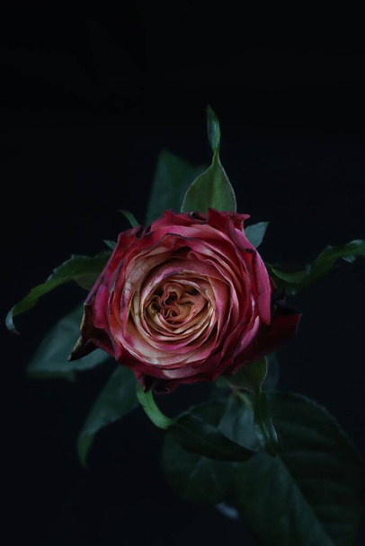 A vertical shot of a magenta garden rose isolated on a black background - Photo, Image