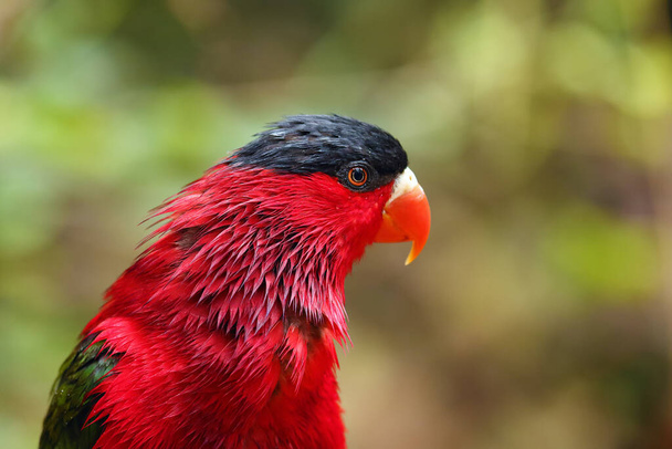 The purple-bellied lory (Lorius hypoinochrous vittatus), portrait of a red lory. Portrait of a red parrot on a colorful background. - Fotografie, Obrázek