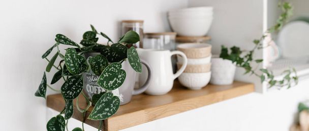 Kitchen shelves with plants, various white ceramic and glass jars. Open shelves in the kitchen. Kitchen interior ideas. Eco friendly kitchen, zero waste home concept - Foto, afbeelding