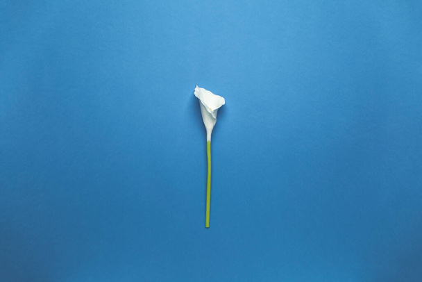 Calla flower isolated on flat lay blue background. Minimal spring wedding or birthday gift card. Tropical floral delicate celebration decor. - Fotografie, Obrázek