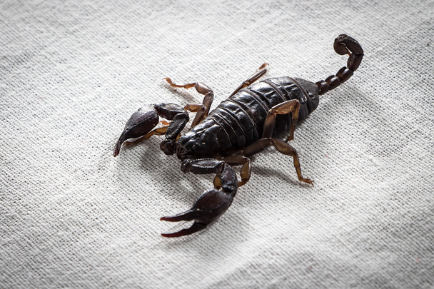 Фото маленького скорпиона
 - Фото, изображение