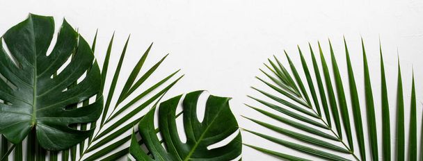 Top view of tropical palm leaves branch and swiss cheese plant isolated on white background with copy space. - Фото, зображення
