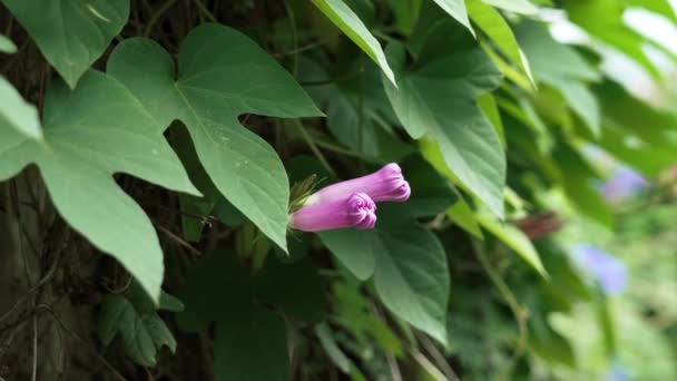 Purple morning glory flower burgeon. Ipomoea purpurea bud in garden close up - Séquence, vidéo