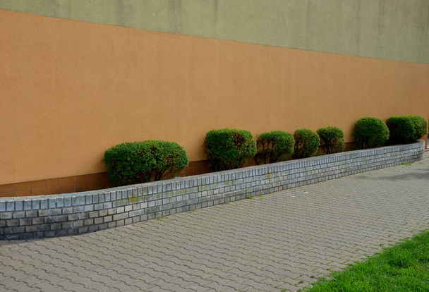 in front of the apartment building is a raised flower bed with a brick wall. trimmed evergreen bushes in the shape of balls or boulders in a row along the facade - Photo, Image