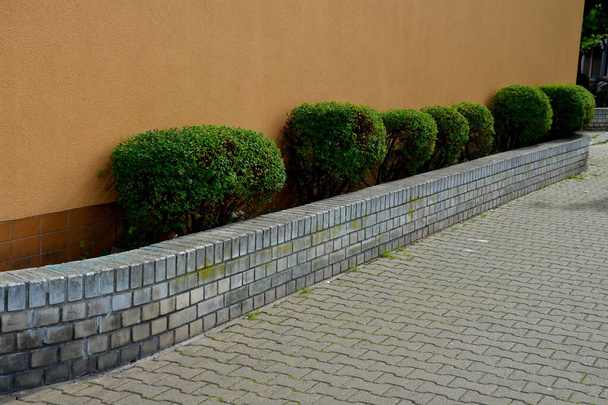 in front of the apartment building is a raised flower bed with a brick wall. trimmed evergreen bushes in the shape of balls or boulders in a row along the facade - Foto, Imagen
