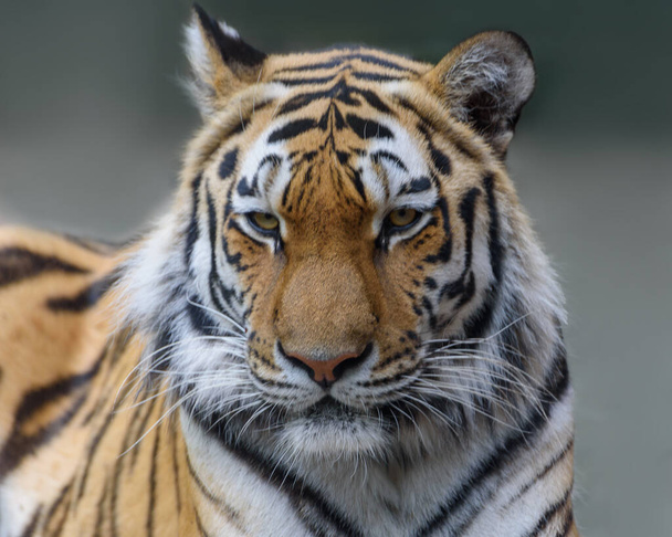 Siberian Tiger or Amur tiger, Panthera tigris altaica. Portrait - Φωτογραφία, εικόνα
