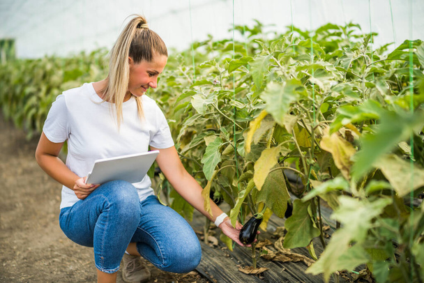 Organic greenhouse business. Farmer is examining eggplant in her garden. - Foto, Imagem