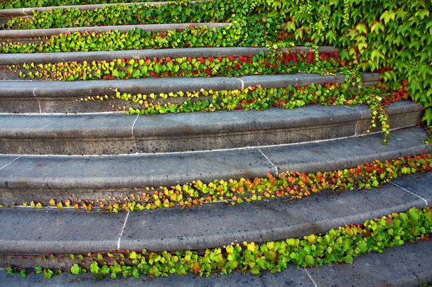 schodiště s ivy - Fotografie, Obrázek