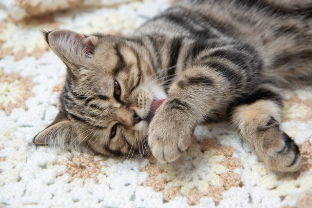tabby kitten lies on the bed - Fotografie, Obrázek