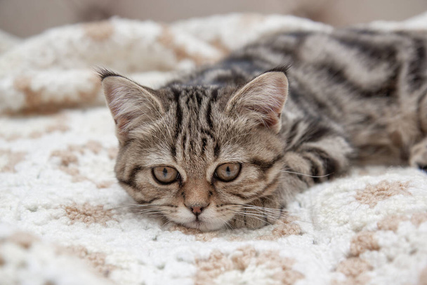 tabby kitten lies on the bed - Foto, Imagen