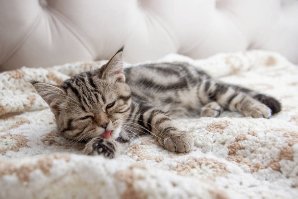 striped kitten washes on the bed - Fotoğraf, Görsel
