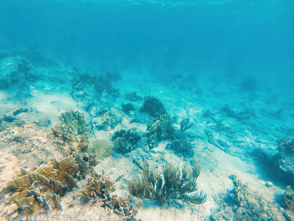 Curacao Tropical reef in the shallow sea. Snorkeling with fish and corals. Underwater photography, seascape in the shallow ocean. - Photo, Image