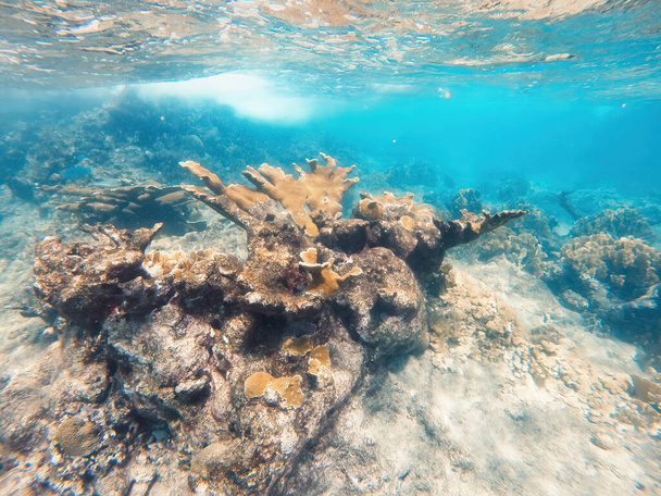 Curacao Tropical reef in the shallow sea. Snorkeling with fish and corals. Underwater photography, seascape in the shallow ocean. - Φωτογραφία, εικόνα