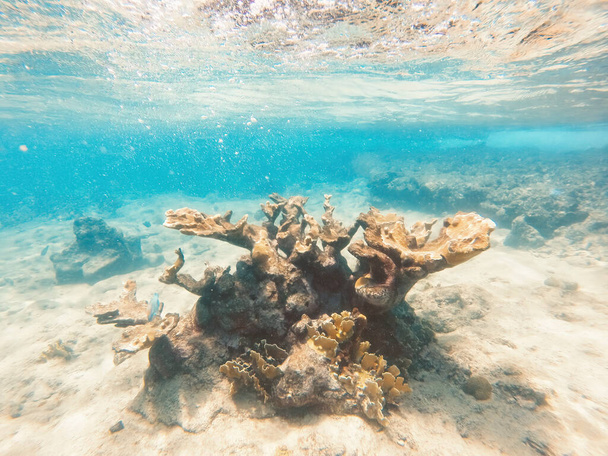 Curacao Tropical reef in the shallow sea. Snorkeling with fish and corals. Underwater photography, seascape in the shallow ocean. - Photo, Image