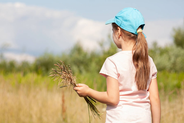 Elementary school age girl in a field holding crops, wheat in hand in the field outdoors, copy space, blurred background, view from behind, back closeup, one person Ecology, agriculture, eco lifestyle - Foto, Imagen